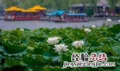 映日荷花别样红描写的是什么季节 映日荷花别样红描写的是哪个季节的