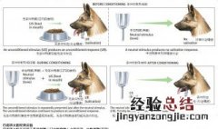 条件反射学说是由哪位生理学家创立的 这一学说的特征是