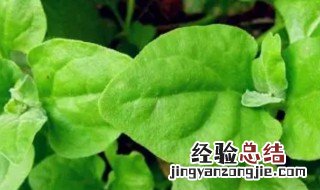 白凤菜怎么吃 白凤菜怎么吃好吃