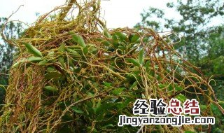 盐菟丝子功效与作用的功效与作用及禁忌症 盐制菟丝子的功效与作用