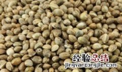 白术和火麻仁的功效与作用 白术和火麻仁的功效与作用是什么