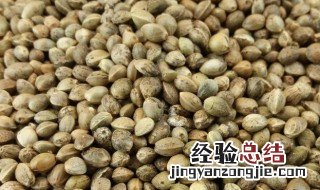 白术和火麻仁的功效与作用 白术和火麻仁的功效与作用是什么