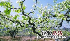 梨树开花下雨怎么办 梨树开花会结果吗