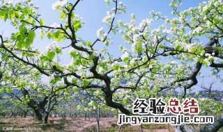 梨树开花下雨怎么办 梨树开花会结果吗