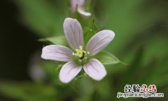 老鹳草的营养价值