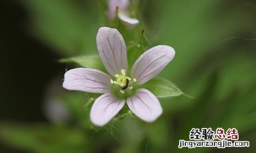 老鹳草的营养价值