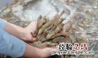 老虎虾的家常做法大全图解 老虎虾的家常做法