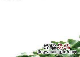 荷叶的功效与作用及禁忌 荷叶的功效与作用