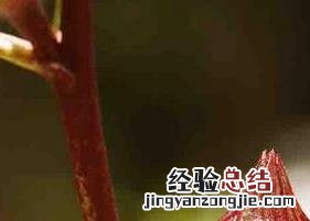 洛神花酒的功效与作用是什么 洛神花的功效与作用