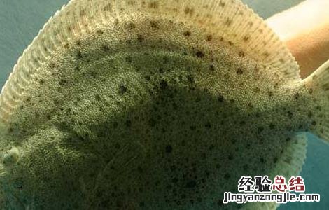 多宝鱼吃什么食物 多宝鱼有哪些吃法