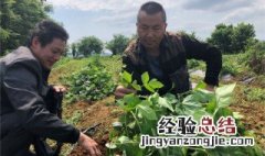 桑葚葛根粉的作用与功效 桑葚和葛根的功效与作用