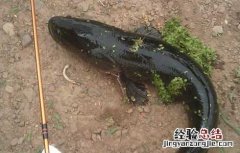 黑鱼的生长环境 黑鱼的生活习性