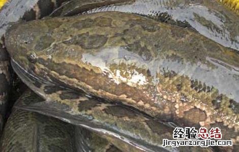 黑鱼的生长环境 黑鱼的生活习性