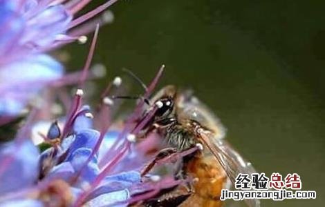 早春蜂群管理要点 早春蜂群管理要点有哪些