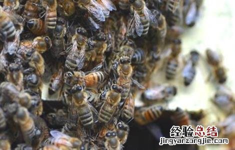 早春蜂群管理要点 早春蜂群管理要点有哪些