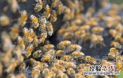 早春蜂群管理要点 早春蜂群管理要点有哪些
