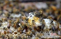 早春蜂群管理要点 早春蜂群管理要点有哪些