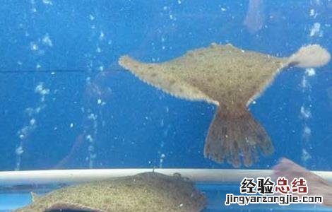 多宝鱼的养殖前景和养殖效益如何 多宝鱼的养殖前景和养殖效益