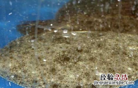 多宝鱼的养殖前景和养殖效益如何 多宝鱼的养殖前景和养殖效益