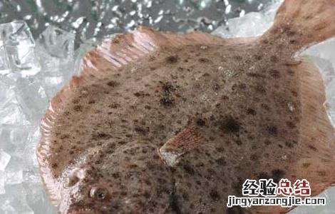 多宝鱼的养殖前景和养殖效益如何 多宝鱼的养殖前景和养殖效益