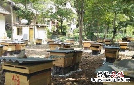 蜜蜂不出门是怎么回事 蜜蜂不出门是怎么回事儿