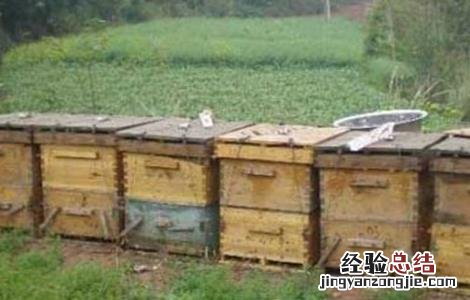 蜜蜂不出门是怎么回事 蜜蜂不出门是怎么回事儿