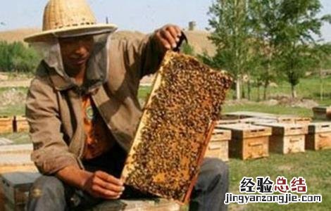 蜜蜂不出门是怎么回事 蜜蜂不出门是怎么回事儿