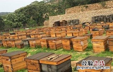 蜜蜂不出门是怎么回事 蜜蜂不出门是怎么回事儿