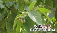 诃子的功效与作用 诃子的功效与作用及用量