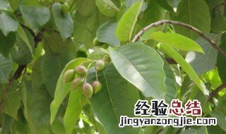 诃子的功效与作用 诃子的功效与作用及用量