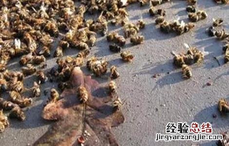 中蜂越冬期应激反应原因及防治方法视频 中蜂越冬期应激反应原因及防治方法