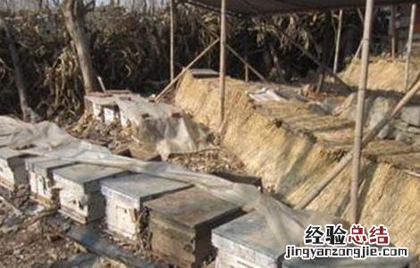 中蜂越冬期应激反应原因及防治方法视频 中蜂越冬期应激反应原因及防治方法