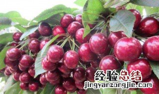 樱桃树开花能修剪吗 樱桃树开花后修剪