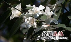 哪种玉兰开花时有叶子呢 哪种玉兰开花时有叶子