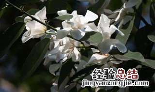 哪种玉兰开花时有叶子呢 哪种玉兰开花时有叶子