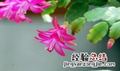 蟹爪兰在仙人掌上扦插的季节和温度 蟹爪兰在仙人掌上怎么嫁接