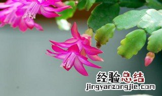 蟹爪兰在仙人掌上扦插的季节和温度 蟹爪兰在仙人掌上怎么嫁接