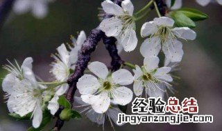 梅花出叶了还开花吗为什么 梅花出叶了还开花吗