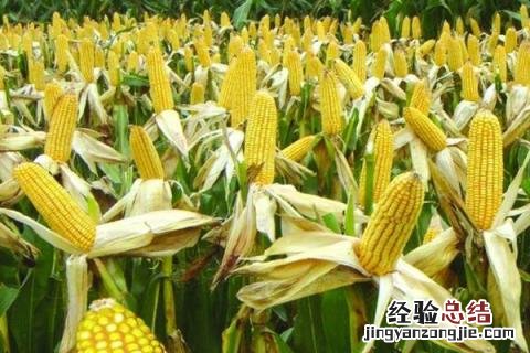 秋天成熟的农作物有哪一些 秋天的成熟的农作物有哪些