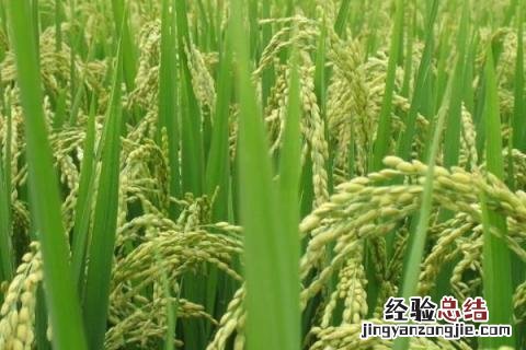 秋天成熟的农作物有哪一些 秋天的成熟的农作物有哪些