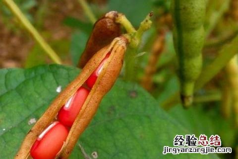 秋天成熟的农作物有哪一些 秋天的成熟的农作物有哪些