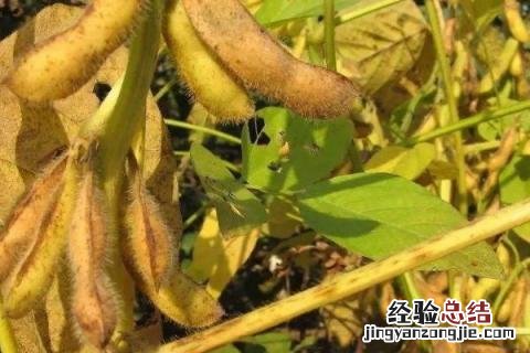 秋天成熟的农作物有哪一些 秋天的成熟的农作物有哪些