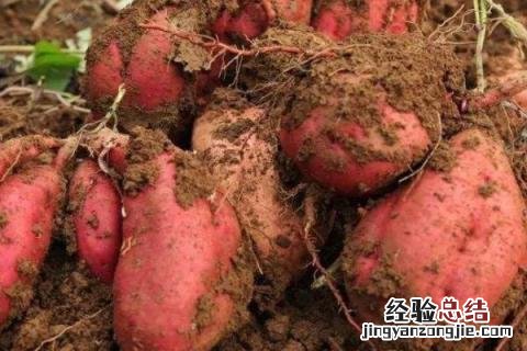 秋天成熟的农作物有哪一些 秋天的成熟的农作物有哪些