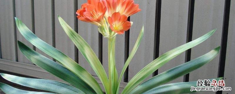 绿叶宝肥料使用方法,适合哪些花卉用 绿叶宝肥料使用方法，适合哪些花