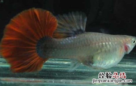 孔雀鱼常见疾病的防治 孔雀鱼疾病防治技术