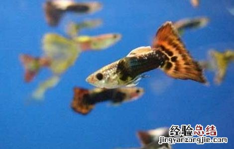 孔雀鱼常见疾病的防治 孔雀鱼疾病防治技术