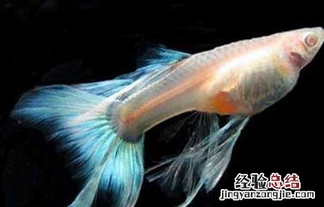 孔雀鱼常见疾病的防治 孔雀鱼疾病防治技术