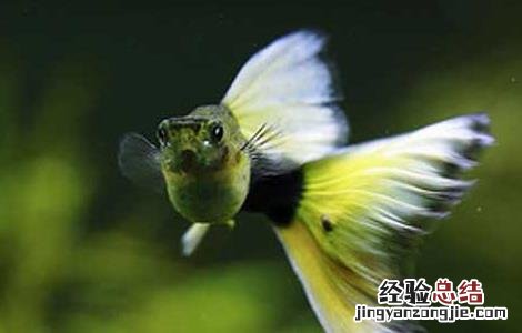 孔雀鱼常见疾病的防治 孔雀鱼疾病防治技术