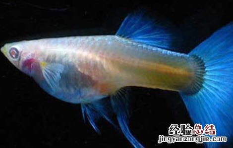 孔雀鱼常见疾病的防治 孔雀鱼疾病防治技术