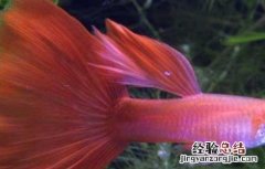 孔雀鱼吃什么饲料 孔雀鱼吃什么饲料比较好